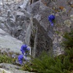 Some wildflowers hanging out in a precarious spot.