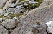 These little pika are all over the place making their presence known.
