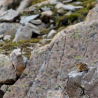These little pika are all over the place making their presence known.